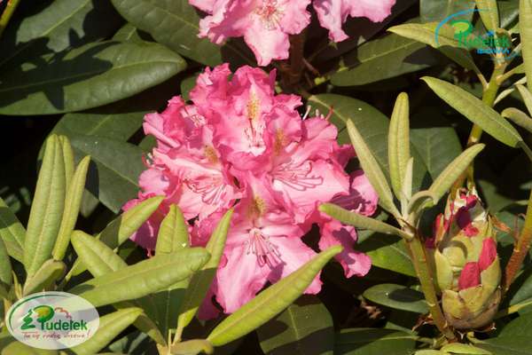Rhododendron Fidelius